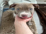 Chiot femelle American Bully XL gris et blanc à vendre