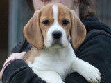 3 chiots Beagle femelles LOF à vendre