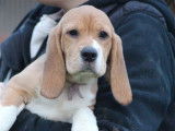 3 chiots Beagle femelles LOF à vendre
