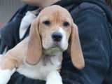 3 chiots Beagle femelles LOF à vendre