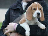 3 chiots Beagle femelles LOF à vendre