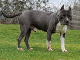 Chien American Staffordshire Terrier mâle LOF à vendre