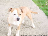 Vente d’une chienne American Staffordshire Terrier tricolore (LOF)