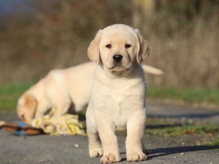 En vente, 3 chiots Labrador sable mâles LOF