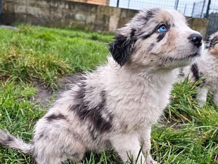 Réservation pour 2 chiots Border Collie femelles (LOF)