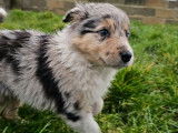 Réservation pour 2 chiots Border Collie femelles (LOF)