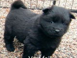 7 chiots Eurasier LOF à réserver