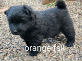 7 chiots Eurasier LOF à réserver