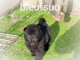 7 chiots Eurasier LOF à réserver