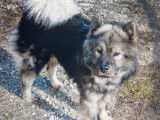 7 chiots Eurasier LOF à réserver