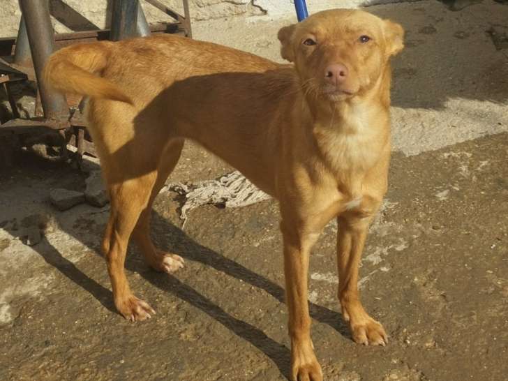Syrah, petite Podenca adorable et innocente à adopter