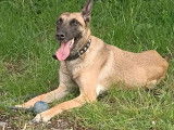 Chien adulte de type Berger Belge Malinois à donner