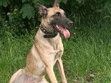 Chien adulte de type Berger Belge Malinois à donner