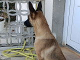 Chien adulte de type Berger Belge Malinois à donner