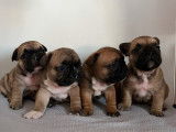 4 chiots Bouledogue Français LOF à réserver