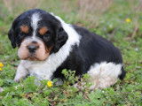 Vente d'un chiot mâle Épagneul Breton LOF