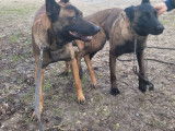 Réservation ouverte pour 9 chiots Berger Belge Malinois (LOF)