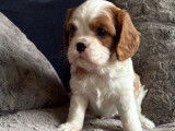 À réserver, 2 chiots mâles Cavaliers King Charles LOF