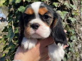 4 chiots m&acirc;les Cavaliers King Charles LOF disponibles &agrave; la r&eacute;servation