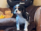 4 chiots m&acirc;les Cavaliers King Charles LOF disponibles &agrave; la r&eacute;servation