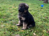 5 chiots mâles Berger Allemand LOF à acheter