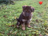 5 chiots mâles Berger Allemand LOF à acheter