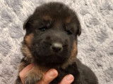 7 chiots Berger Allemand LOF à réserver
