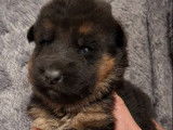 7 chiots Berger Allemand LOF à réserver