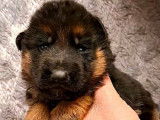 7 chiots Berger Allemand LOF à réserver
