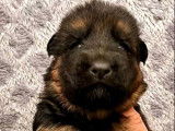 7 chiots Berger Allemand LOF à réserver