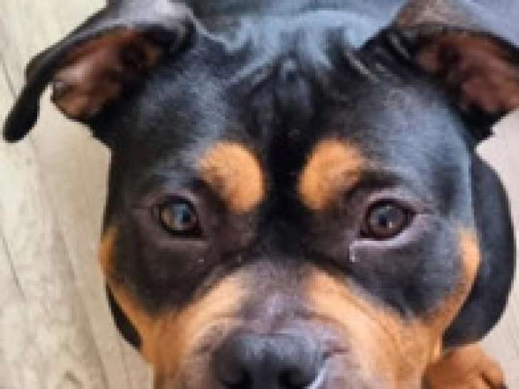Femelle American Bully à donner