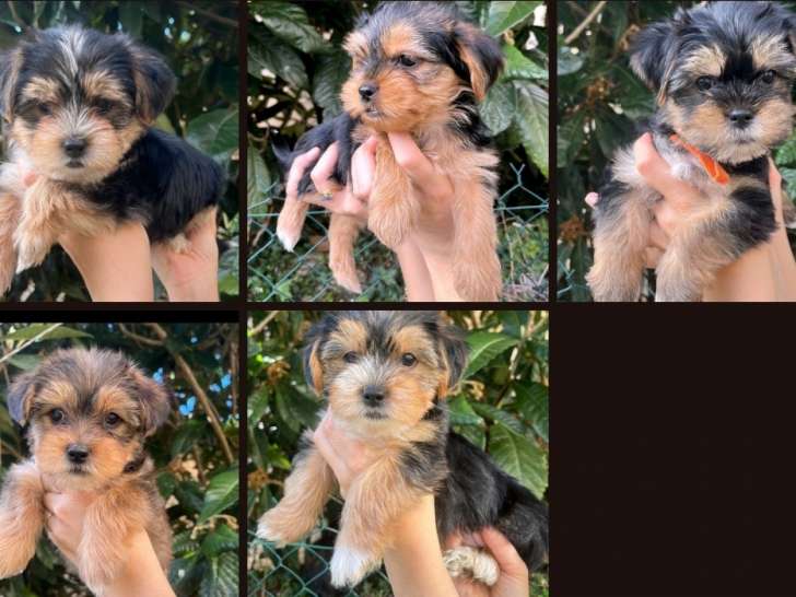 Chiot Yorkzou