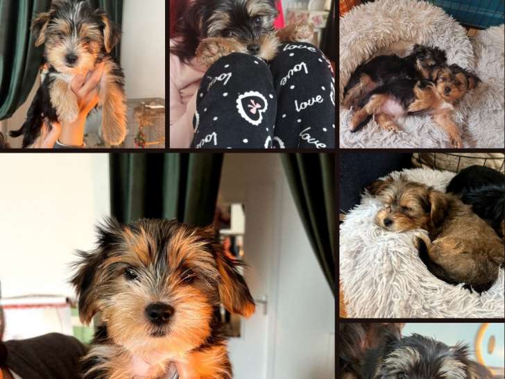 Chiot York