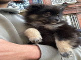 Chiot Spitz Nain à vendre