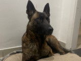 Chien adulte de type Berger Belge Malinois à donner