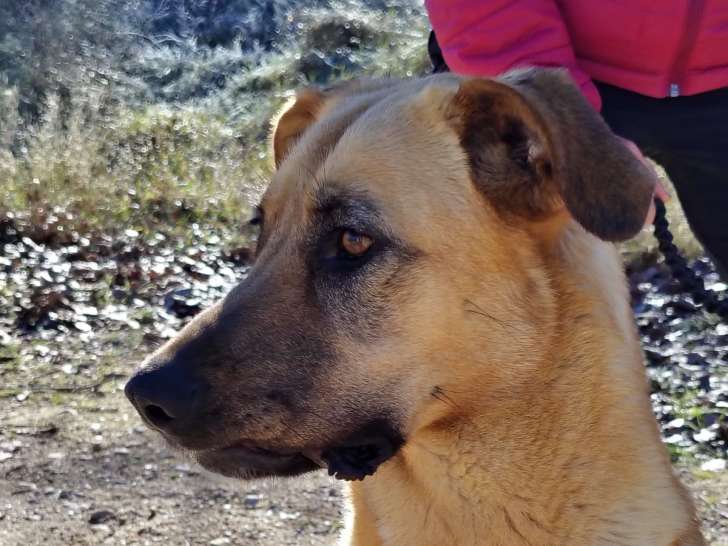 Avellana, chienne douce et tranquille à adopter