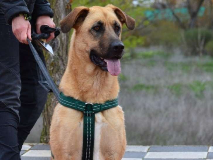 Avellana, chienne douce et tranquille à adopter