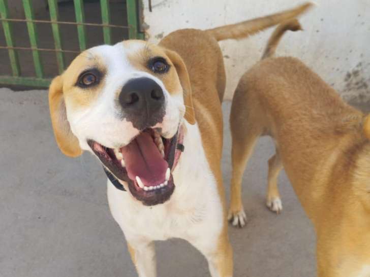 Hansel, chien très affectueux et joueur à adopter