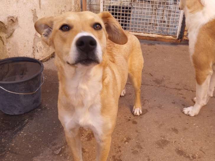 Gretel, chienne très affectueuse et sociable à adopter
