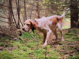 Chiots LOF Setter Anglais