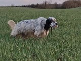 Chiots LOF Setter Anglais