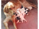 Chiots LOF Setter Anglais