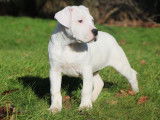 Chiots Dogo Argentino LOF à réserver