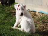 Chiots Dogo Argentino LOF à réserver