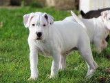 Chiots Dogo Argentino LOF à réserver
