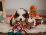 À vendre, 1 chiot mâle Berger Américain Miniature LOF