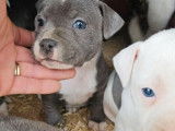 Chiots Staffordshire Bull Terrier LOF à réserver