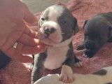 Chiots Staffordshire Bull Terrier LOF à réserver