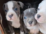 Chiots Staffordshire Bull Terrier LOF à réserver
