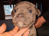 Chiots Staffordshire Bull Terrier LOF à réserver